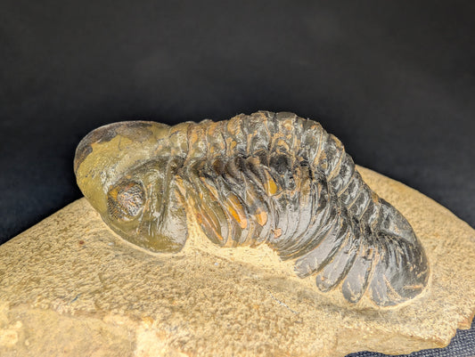 2.83" Morocco Trilobite Fossil