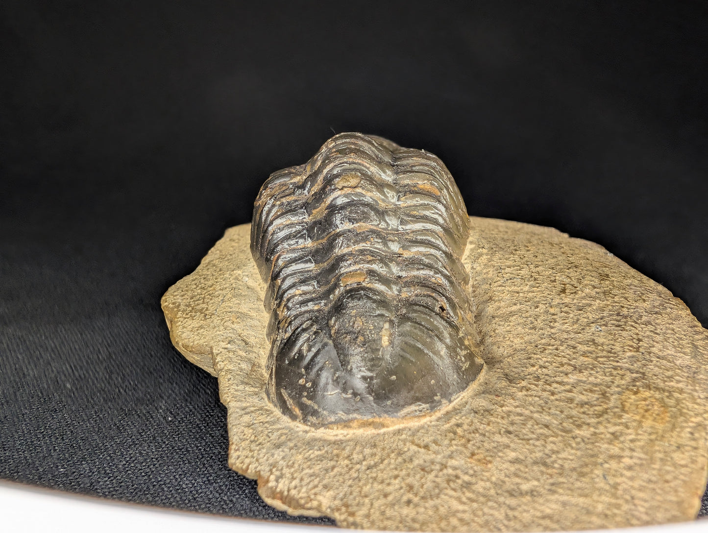 2.83" Morocco Trilobite Fossil