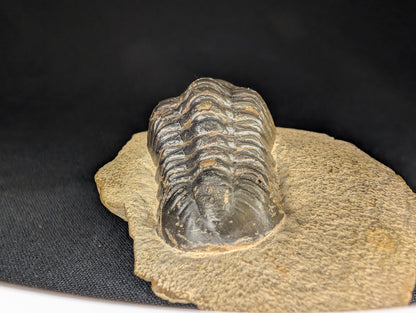 2.83" Morocco Trilobite Fossil