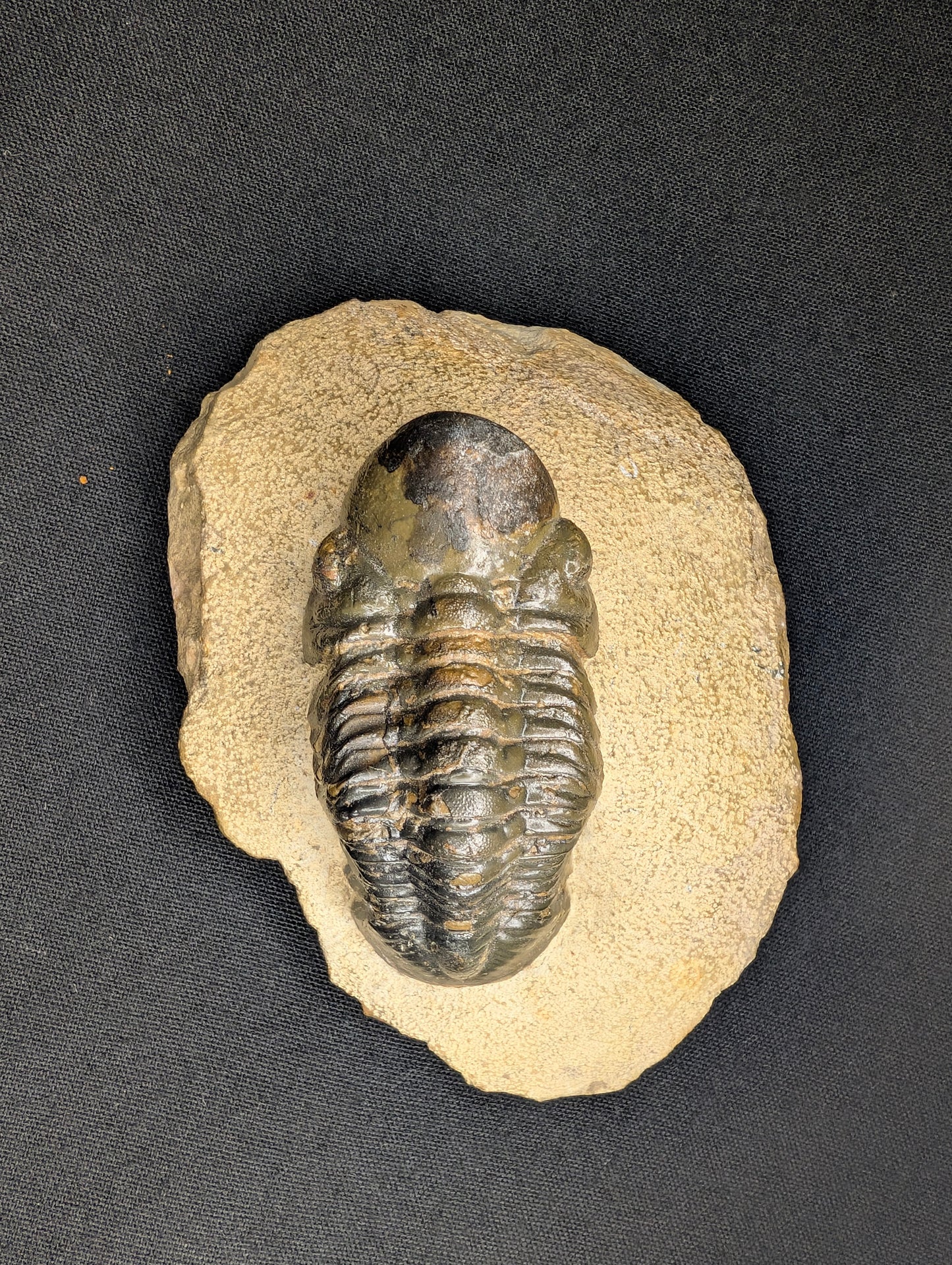 2.83" Morocco Trilobite Fossil