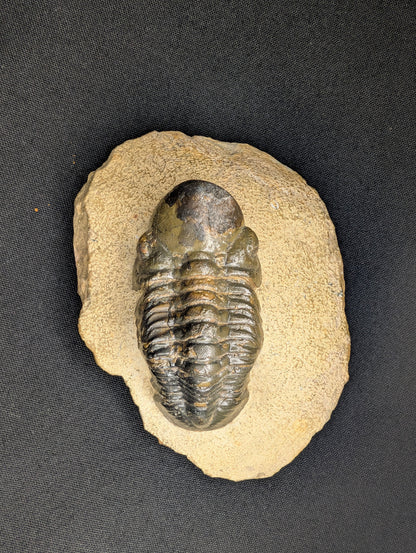 2.83" Morocco Trilobite Fossil