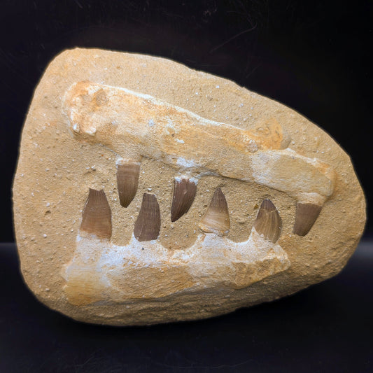 4.9" Composite Mosasaur Jaw - Morocco