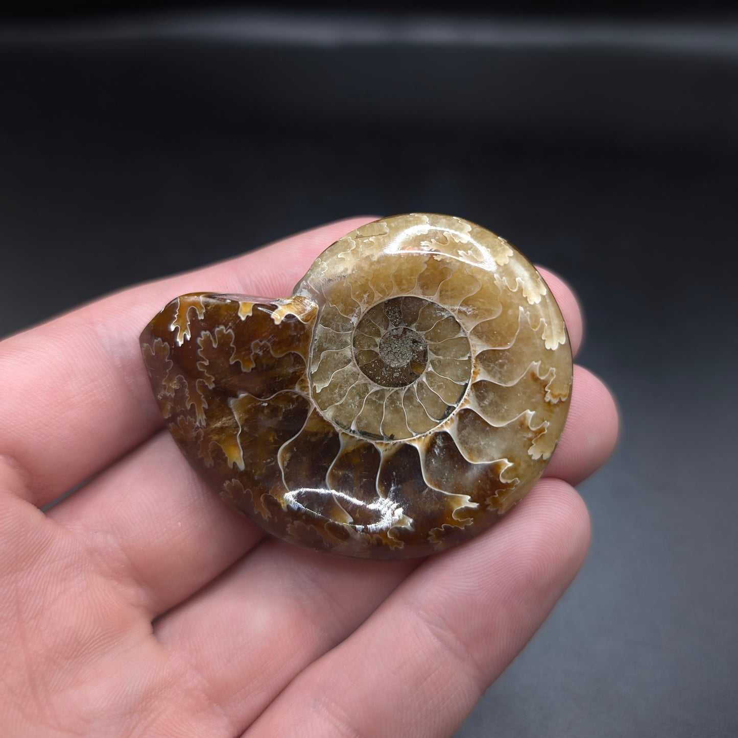 2" Polished & Carved Ammonite Fossil