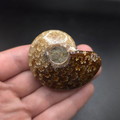 2" Polished & Carved Ammonite Fossil