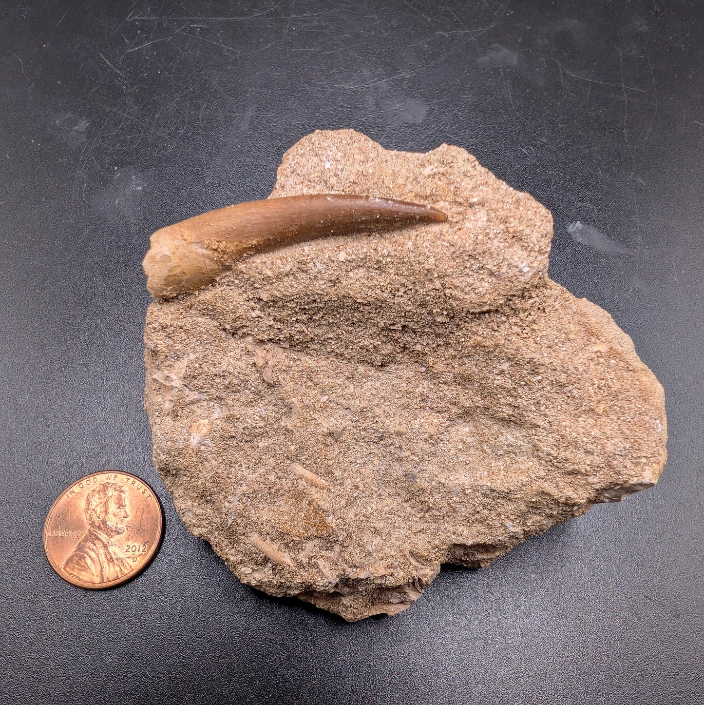 1.65" Fossil Plesiosaur Tooth - Morocco