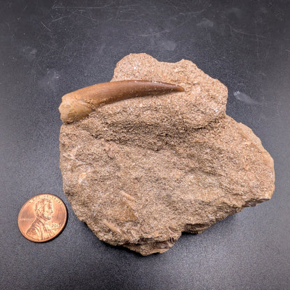 1.65" Fossil Plesiosaur Tooth - Morocco
