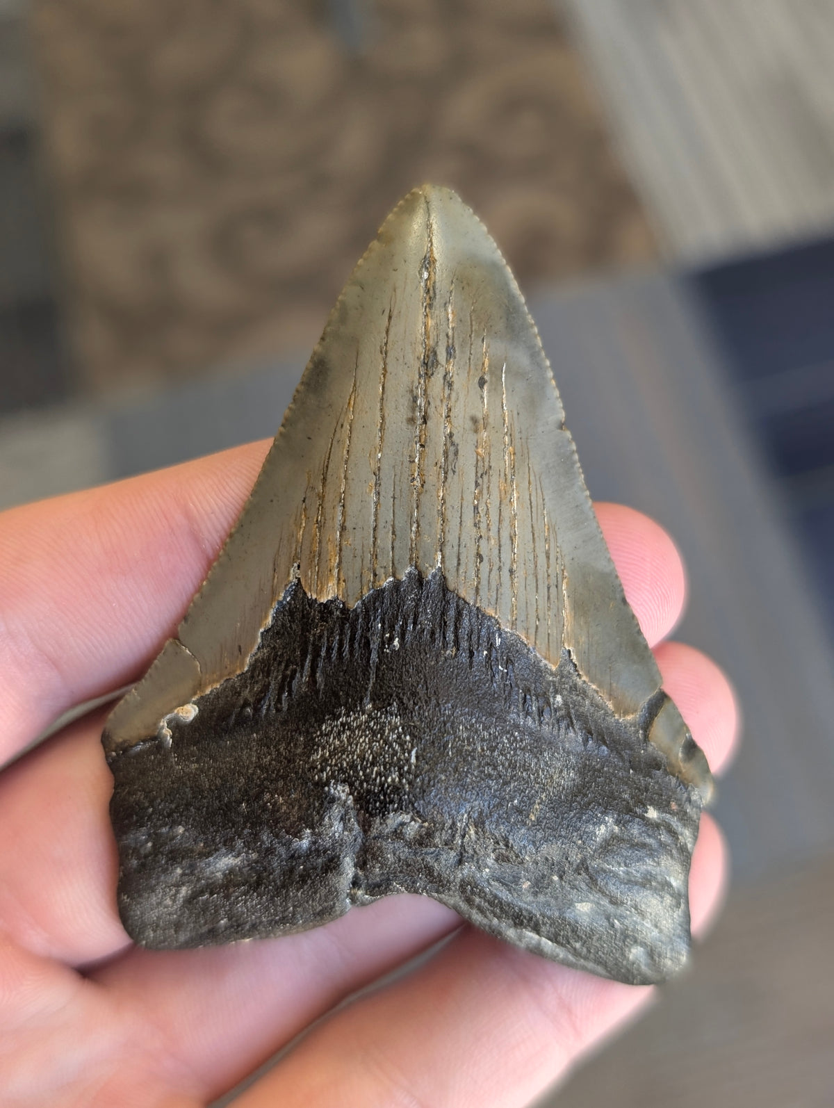 3.15" Serrated Fossil Megalodon Tooth (RAFFLE)
