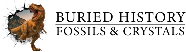 Fossils for Sale at BuriedHistoryStore.com