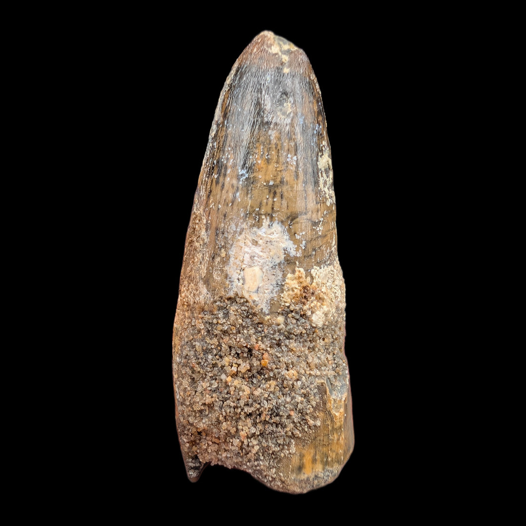 1.75" Fossil Spinosaurus Tooth, Real Dinosaur Tooth - Morocco (Copy)