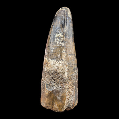 1.75" Fossil Spinosaurus Tooth, Real Dinosaur Tooth - Morocco (Copy)