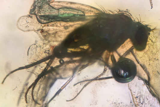 Fossil Insect in Baltic Amber - Lithuania