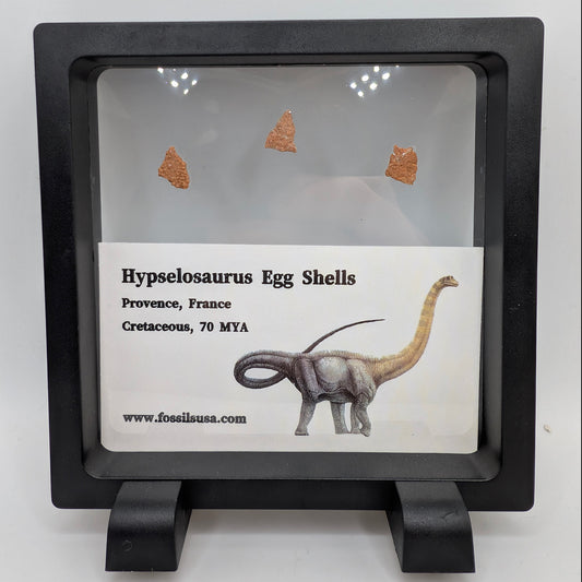 Hypselosaurus Eggshells (Set of 3)