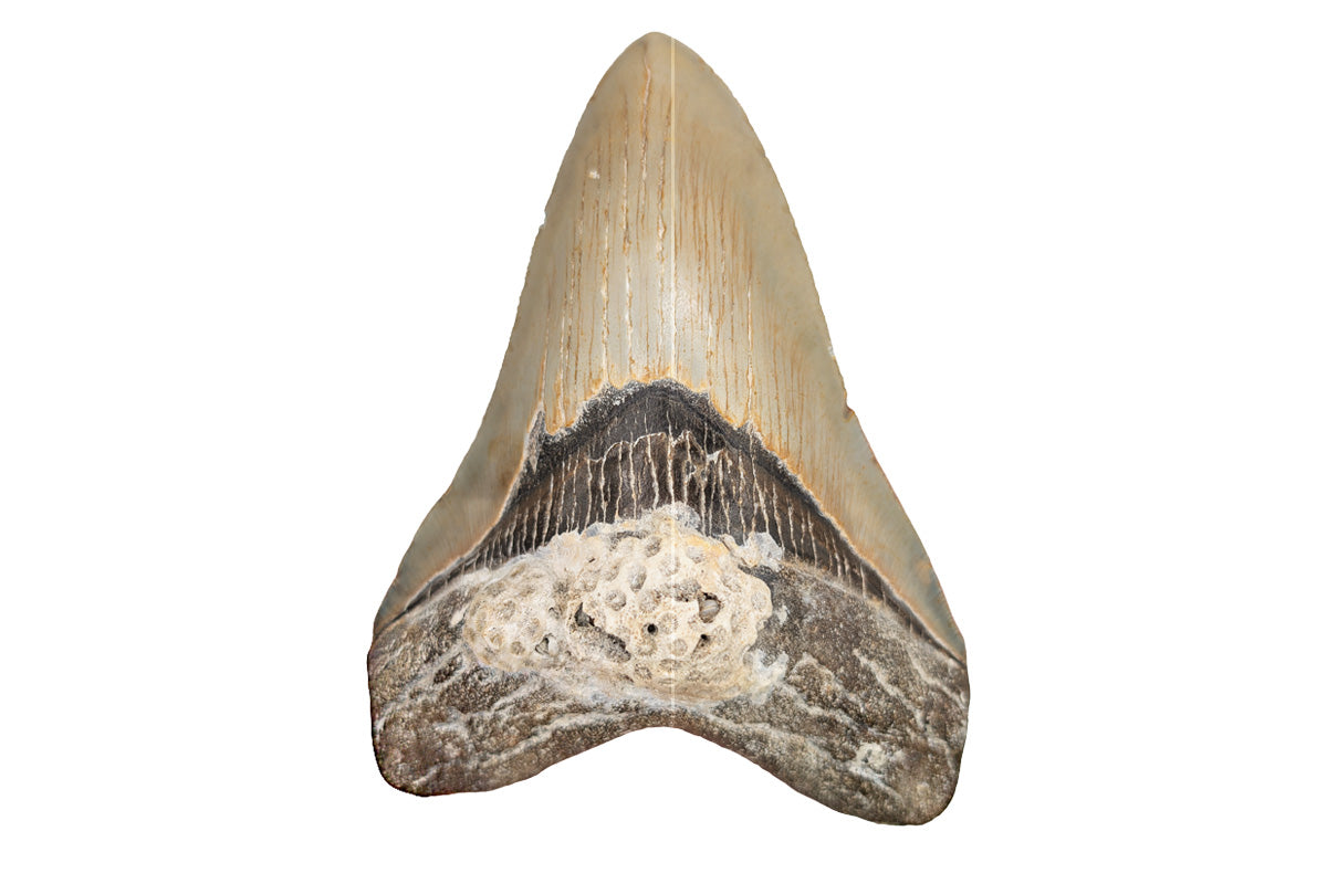 4.9" Megalodon Tooth - North Carolina