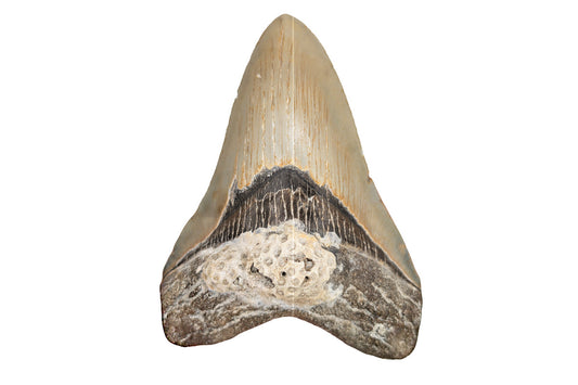 4.9" Megalodon Tooth - North Carolina