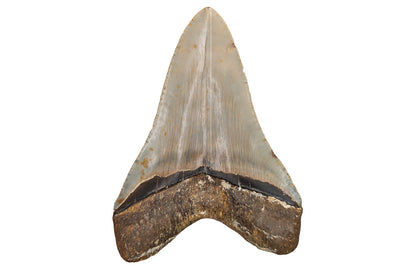 4.9" Megalodon Tooth - North Carolina