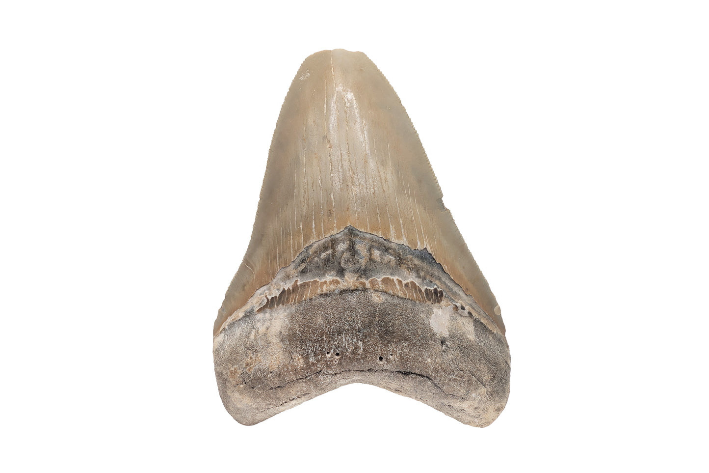 4.13" Megalodon Tooth, North Carolina