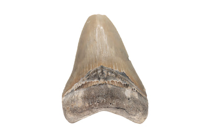 4.13" Megalodon Tooth, North Carolina