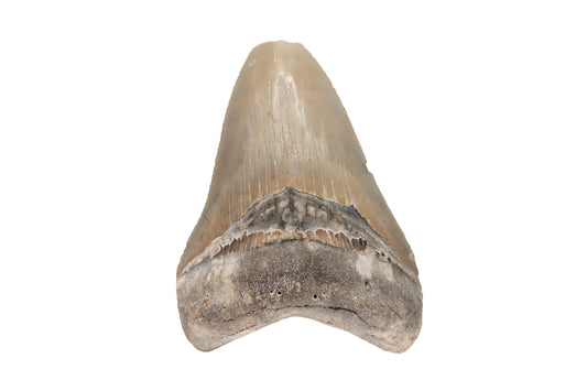 4.13" Megalodon Tooth, North Carolina
