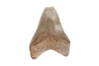 4.13" Megalodon Tooth, North Carolina