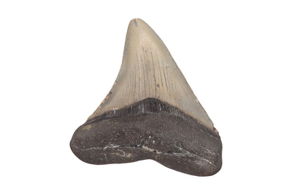 3" Megalodon Tooth - North Carolina