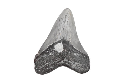 3.32" Megalodon Tooth, North Carolina