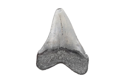 3.32" Megalodon Tooth, North Carolina