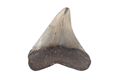 3" Megalodon Tooth - North Carolina