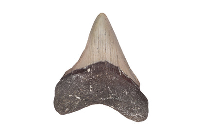 3.06" Megalodon Tooth, North Carolina