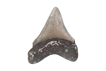 3.06" Megalodon Tooth, North Carolina