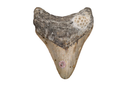 3.76" Megalodon Tooth - North Carolina