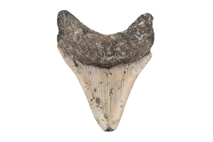 3.76" Megalodon Tooth - North Carolina