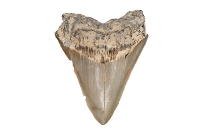 3.75" Megalodon Tooth - North Carolina