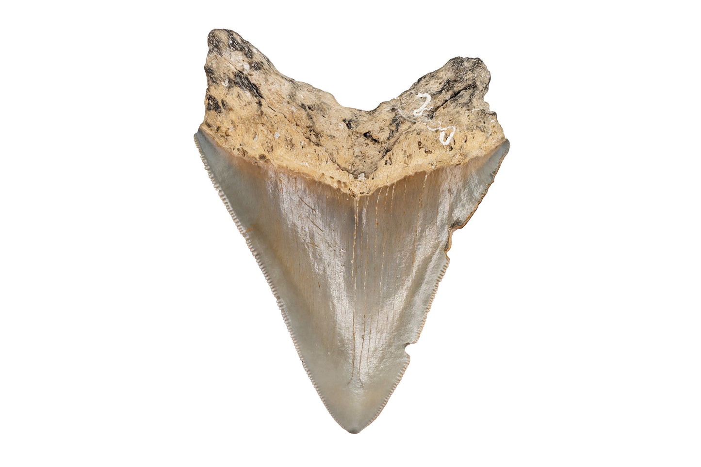 3.75" Megalodon Tooth - North Carolina