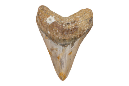 4.23" Megalodon Tooth - North Carolina