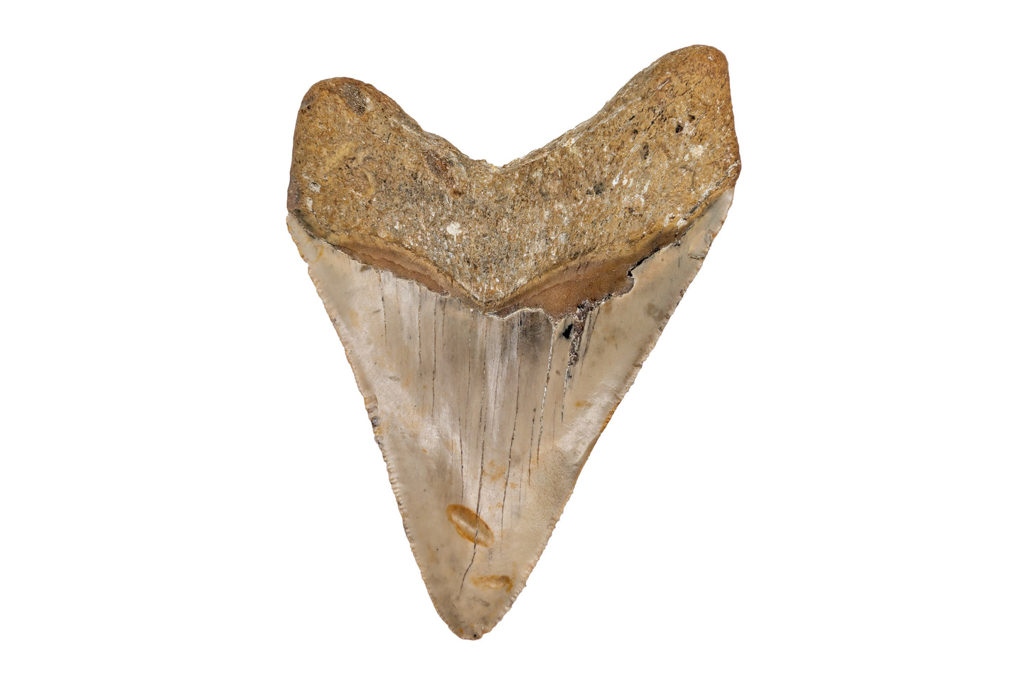 4.23" Megalodon Tooth - North Carolina