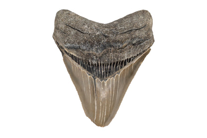 3.92" Megalodon Tooth - North Carolina