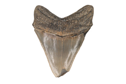3.92" Megalodon Tooth - North Carolina