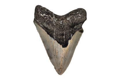 3.56" Megalodon Tooth - North Carolina