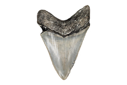 3.56" Megalodon Tooth - North Carolina