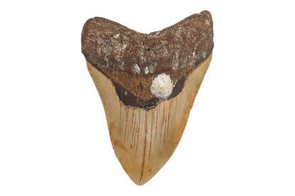 4.69" Megalodon Tooth - North Carolina