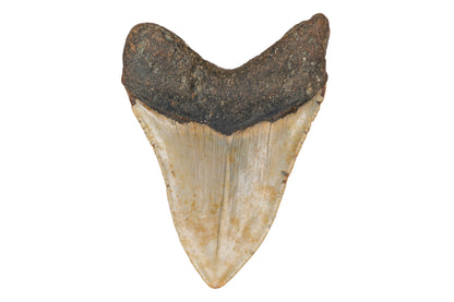 4.69" Megalodon Tooth - North Carolina
