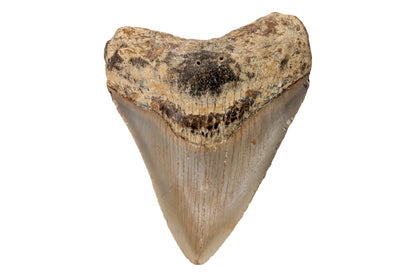 2.93" Megalodon Tooth - North Carolina