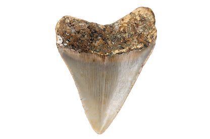 2.93" Megalodon Tooth - North Carolina