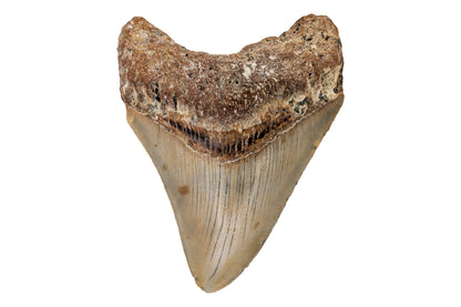 3.19" Megalodon Tooth - North Carolina