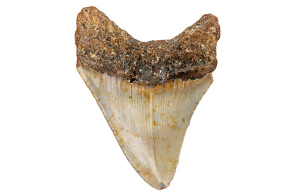 3.19" Megalodon Tooth - North Carolina
