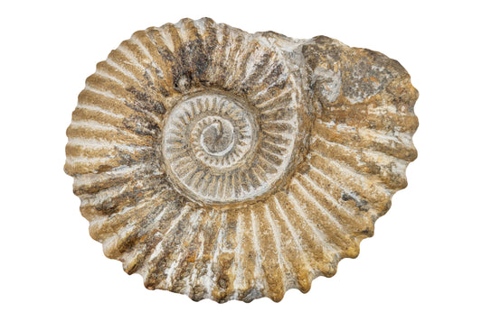 5.20" Ammonite Fossil - Morocco