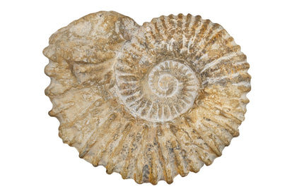 5.50" Ammonite Fossil - Morocco