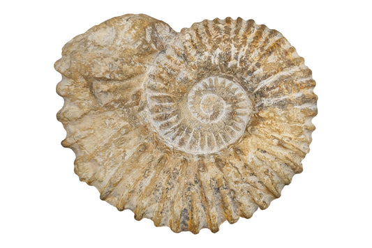 5.50" Ammonite Fossil - Morocco
