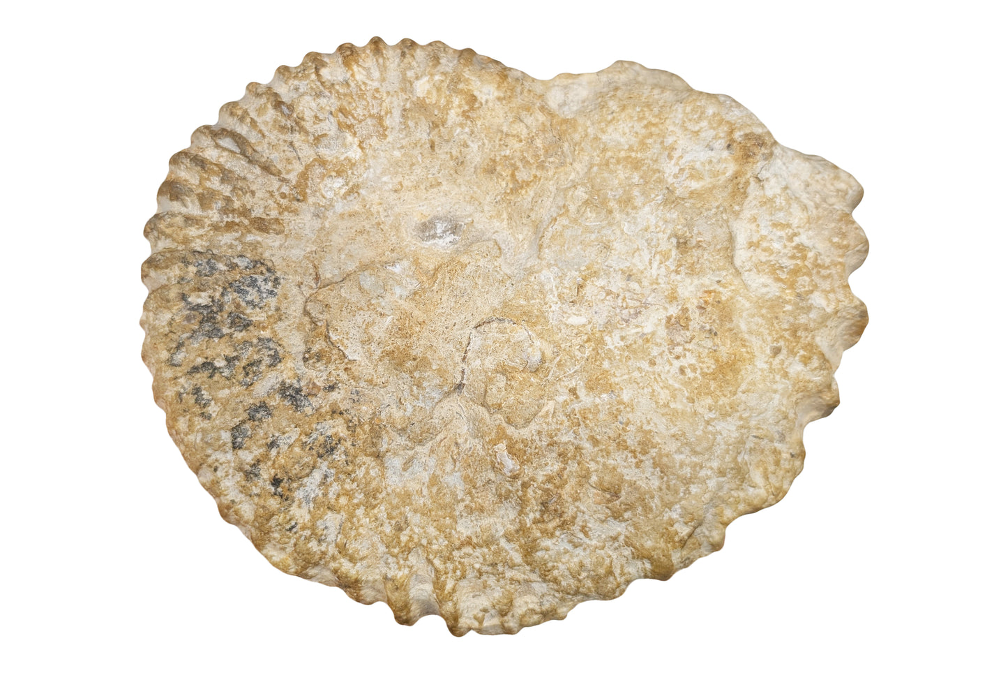 5.50" Ammonite Fossil - Morocco