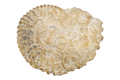 5.50" Ammonite Fossil - Morocco